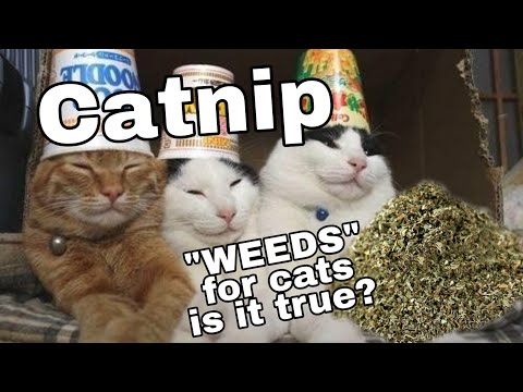 WHY CATS  GET HIGH ON CATNIP