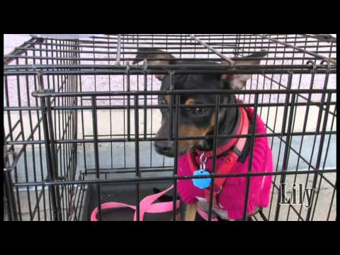 TX No-Kill Shelter Care for Abandoned Dogs & Cats