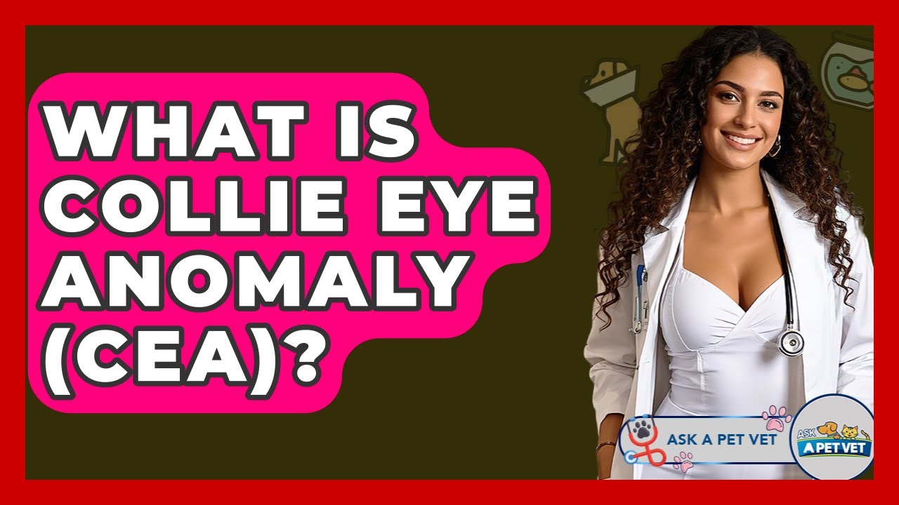 What Is Collie Eye Anomaly (CEA)? - Ask A Pet Vet