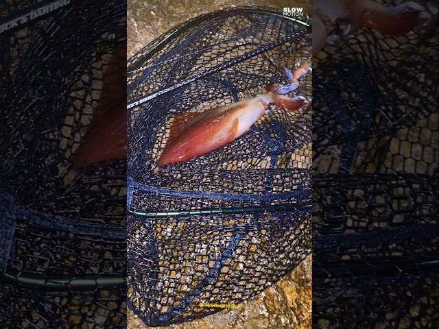 Vídeo relacionado con JATSUI Cebo artificial Kabo Squid Refish (# 2.5, GR)