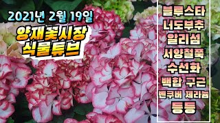 양재꽃시장 식물튜브 ( 블루스타, 너도부추, 아리섬, 오니슈가륨, 서양철쭉, 바베나, 벤쿠버 제라늄 등등) …