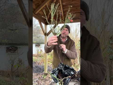 More roses to be added to the list to be reviewed during 2026 from Ashridge Nurseries ￼