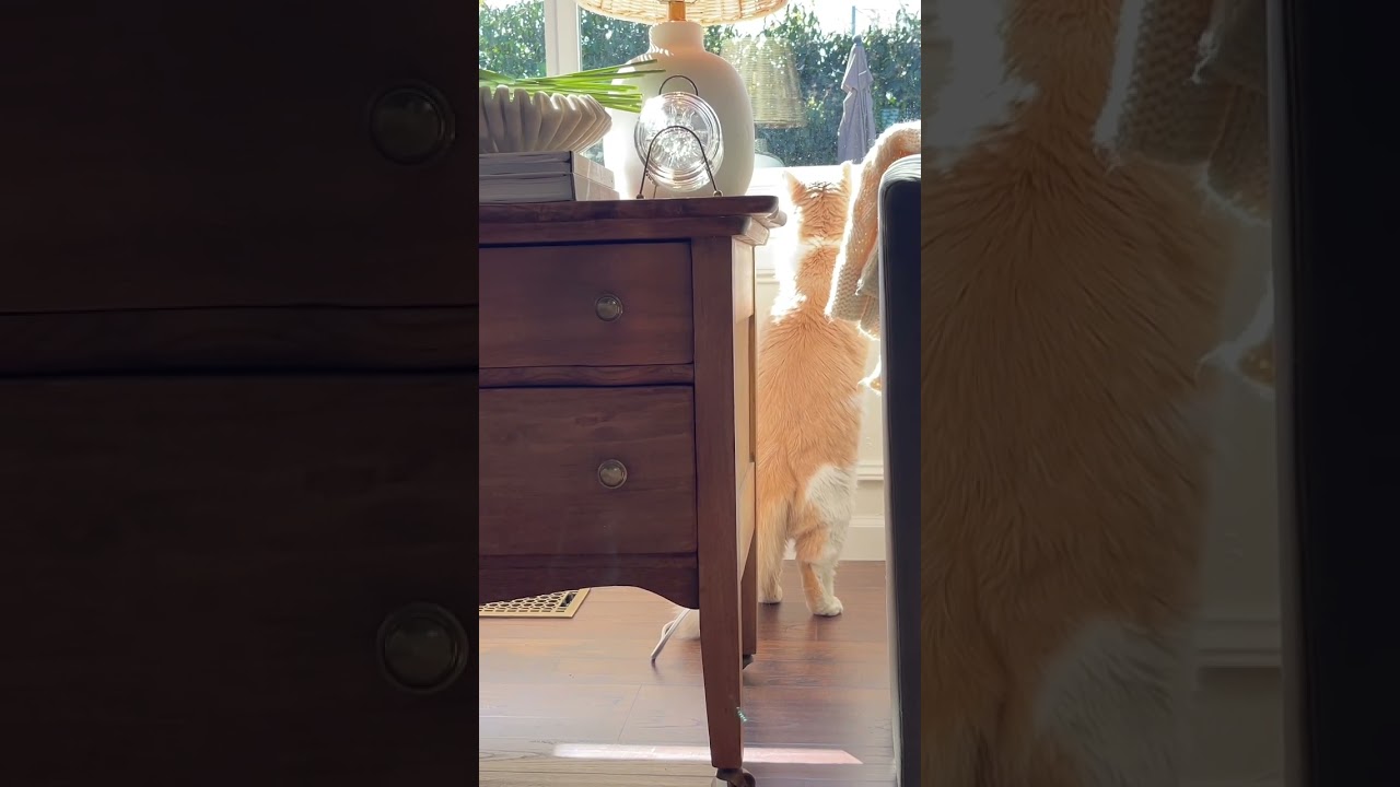 Looking out of the Cottage Window.🥰 #cottage #cottagecore
