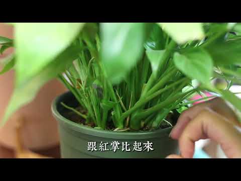 一帆風順花