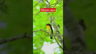 Download lagu sikatan emas #burungmerdu #burung #burungkicaudialamliar #kicaumania #burungsuaramerdu #sikatanemas mp3 Download lagu sikatan emas #burungmerdu #burung #burungkicaudialamliar #kicaumania #burungsuaramerdu #sikatanemas mp3