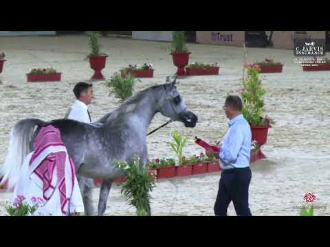 N 354 AROOB AL KHALEDIAH   The 12th Local Breed Championship for Arabian Horses 2023   Mares 4   6 Y