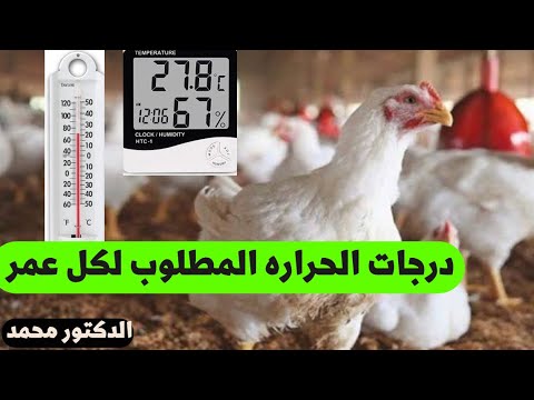 , title : 'جدول درجات الحرارة المطلوبة لتربيه الفراخ في كل عمر في صيف وشتاء مع دكتور'