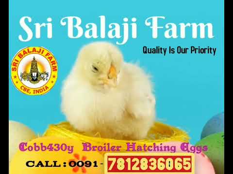 A grade broiler hatching eggs, packaging type: carton, india