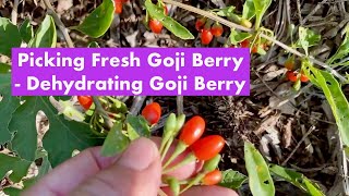 Picking Fresh Goji Berry - Dehydrating Goji Berry Wolf Berry Lycium barbarum