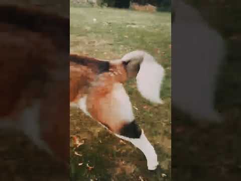 American Akita puppy for sale