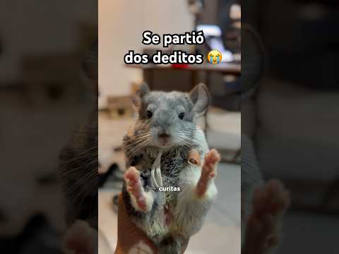 Me toca tomar decisiones difíciles pero voy a priorizar siempre su seguridad😭 #chinchilla #mascotas