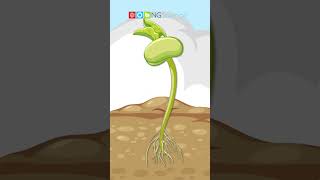How Plants Grow #shorts #ngscience