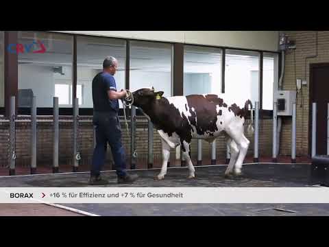 Borax - Holsteinbulle des Monats Mai 2023