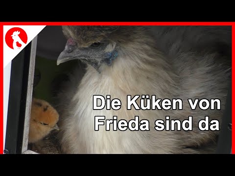 F171 Frieda´s Küken sind geschlüpft -  Jensman and the Huhns