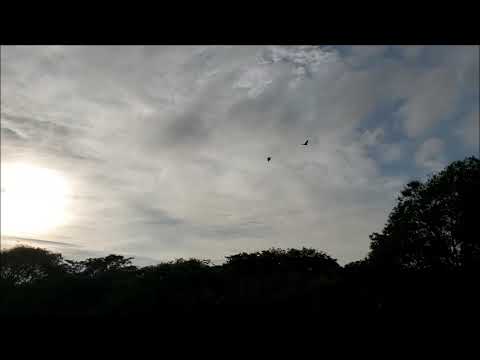 Marc Johnson's Bass Desires (w/ Goodrick, Scofield & Erskine), Fasching, Stockholm (1988)