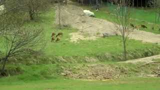 preview picture of video 'Animaux / Montagne : Cavalcade mouflonnesque'