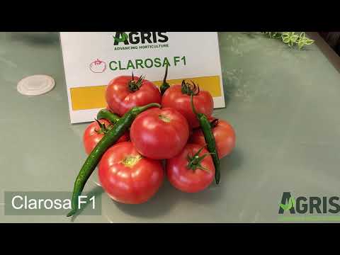 Clarosa F1 - Cultura de tomate roz în loc. Avram Iancu, jud. Arad, fermier Daniel Buzgău