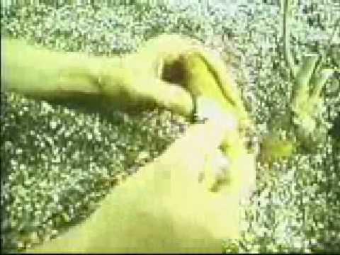 Discovery Channel - Documentary of Moringa Oleifera