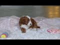 Cavapoo dogs for sale: Holly - Video 1