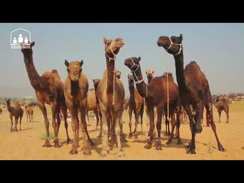 Rregullat e Kurbanit