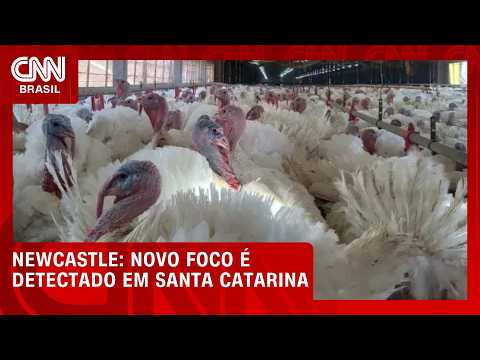 Ministério da Agricultura confirma terceiro foco de Newcastle em SC | CNN AGRO NEWS