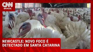 Vídeo: Ministério da Agricultura confirma terceiro foco de Newcastle em SC | CNN AGRO NEWS