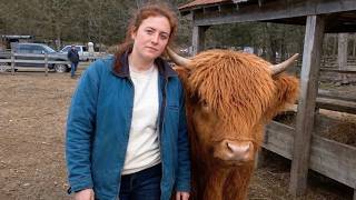 Runaway Cow Didn't Trust Anyone โ Until She Walked Away