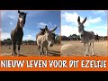 Ontmoet de nieuwe dieren op de opvang! | DierenpraatTV