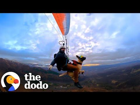 Guy Casually Takes His Dog Out Paragliding While On A "Walk" | The Dodo
