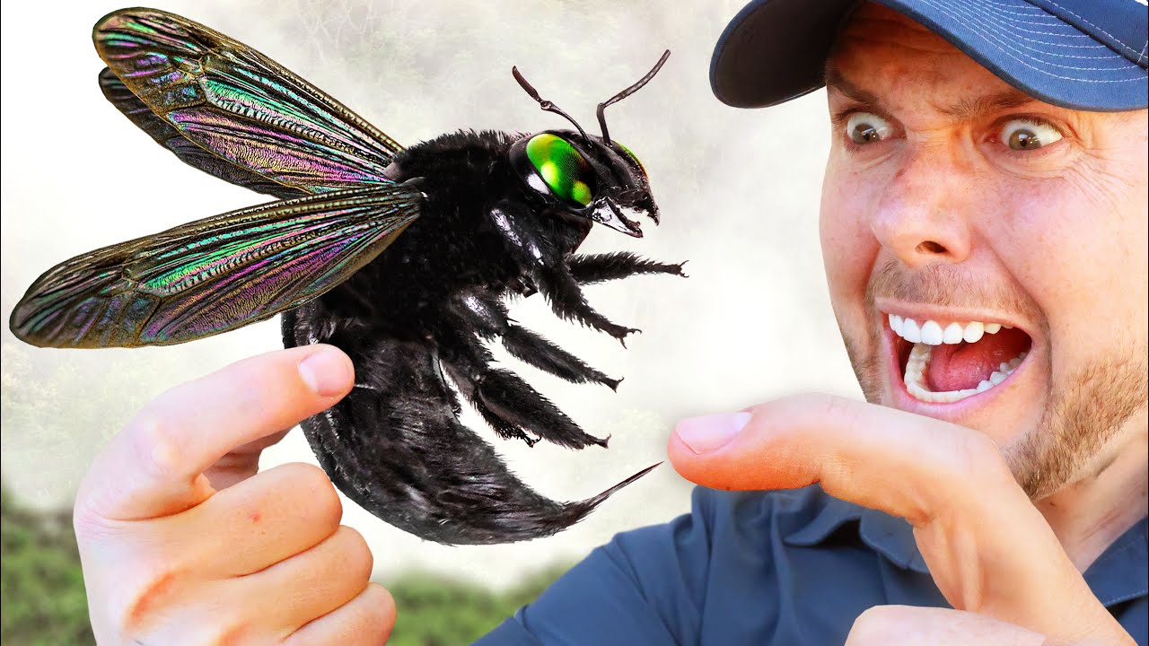 GIGANTIC Carpenter Bee Sting Test!