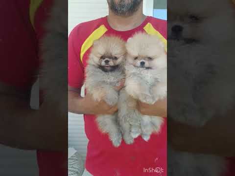Cachorro Pomerania William & Harry