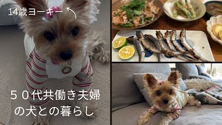 【ヨーキー】５０代共働き夫婦　犬との暮らし　14歳9ヶ月のヨーキー　#dog 