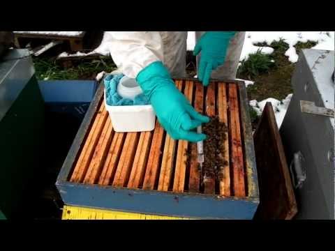 comment traiter les abeilles contre le varroa