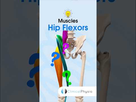 Anatomie & Behandlungswissen Videos – Interaktives Nachschlagewerk für Physio, Massage, Therapie 16 Hip Flexors #physicaltherapy #physiotherapy #anatomy #muscleanatomy #hipflexor