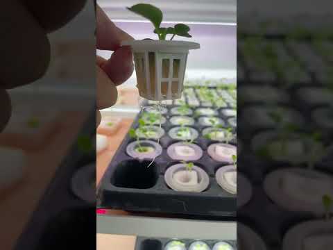 How to Start Seeds For Hydroponics