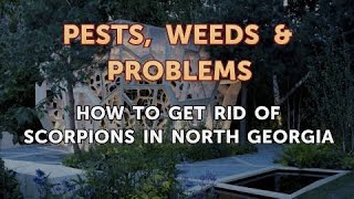 How to Get Rid of Scorpions in North Georgia