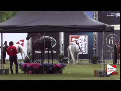 SENIOR MARES CHAMPIONSHIP