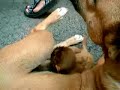 Monkey Riding a Dog
