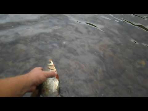 Drina, skobalj na travu, C&R