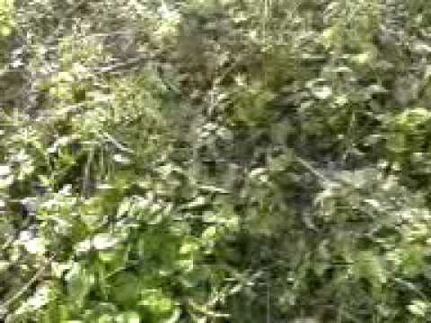 Florin - Maritei, Suceava, Paraul din gradina.3gp