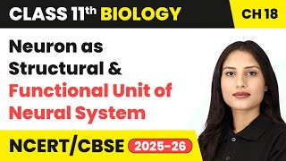 Neuron as Structural & Functional Unit of Neural System | Class 11 Biology Chapter 18 | CBSE 2024-25