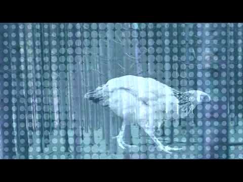 FINBOGASTAN - ST. THOMAS