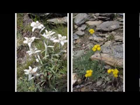 Valtournence in estate by Etoile de Neige