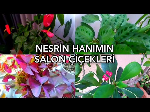💯👉NESRİN HANIM'S LIVING ROOM FLOWERS🪴🌹 #flowers #flowerlovers