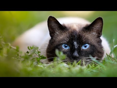 How to Care for a Siamese Cat - Feeding Your Siamese Cat