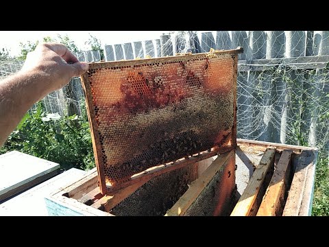 Качаем разнотравье, впереди главный взяток 🐝