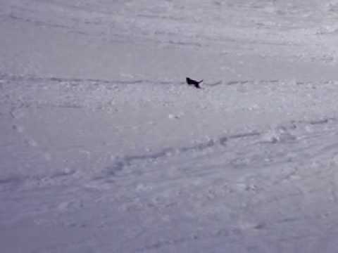 Hund leuft in Lawine