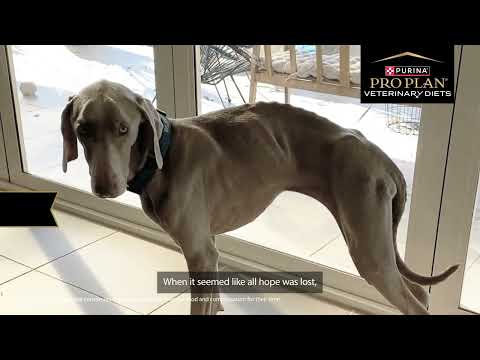 Watch Harlow's Transformation - PRO PLAN Veterinary Diets HA Hydrolyzed Formula for Food Allergies