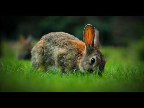 Can Rabbits Eat Cucumbers? A Safe and Refreshing Treat