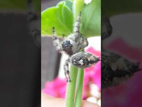 Skákavka stromová (Phidippus otiosus) — video o chove a starostlivosti